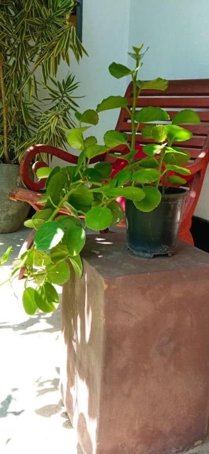 Mandara Rest Bed & Breakfast Hikkaduwa Dış mekan fotoğraf
