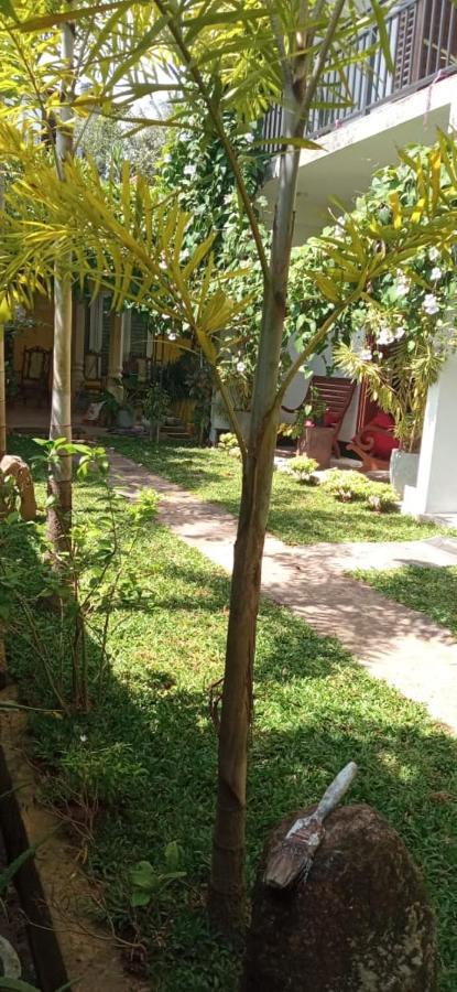 Mandara Rest Bed & Breakfast Hikkaduwa Dış mekan fotoğraf